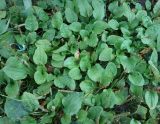 Plantago major. Цветущие и плодоносящие растения. Сахалинская обл., окр. г. Анива, обочина дороги к морю. 18.08.2019.