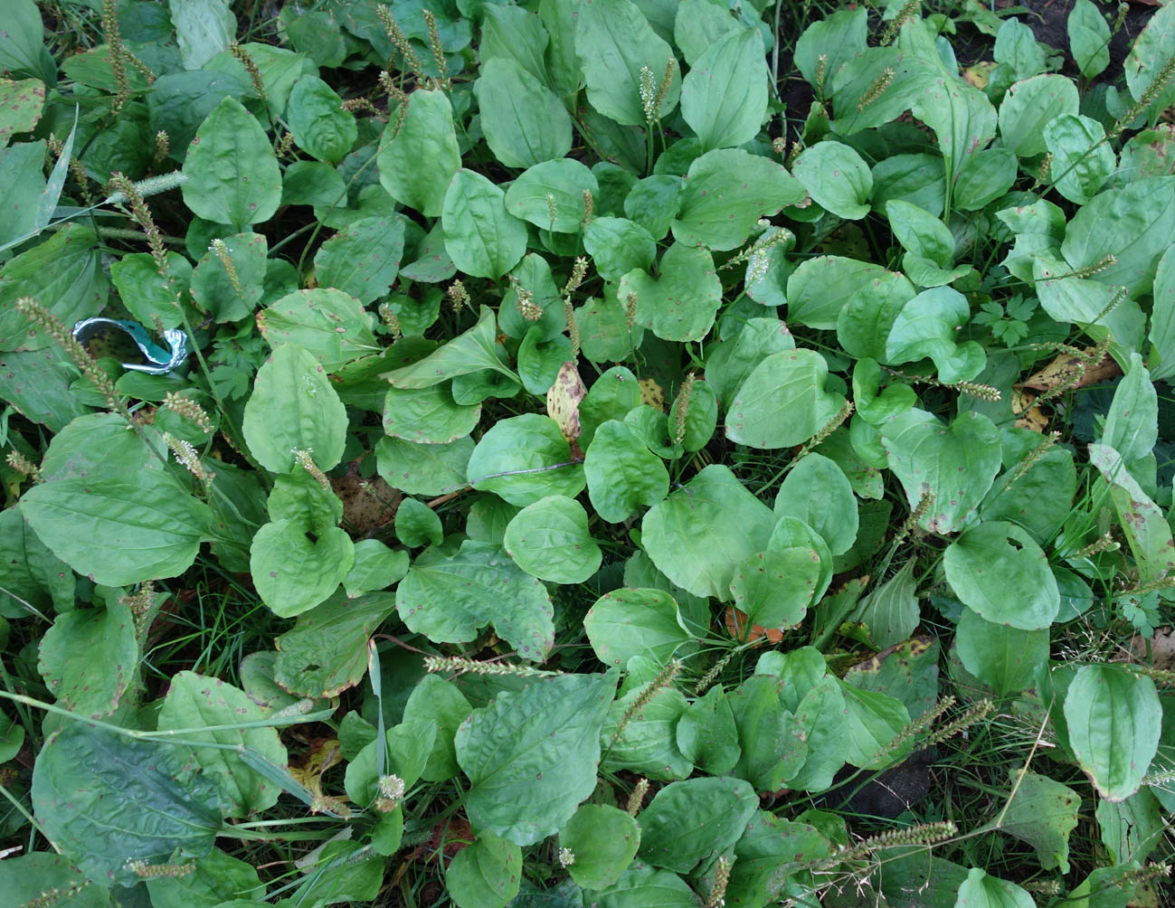 Image of Plantago major specimen.