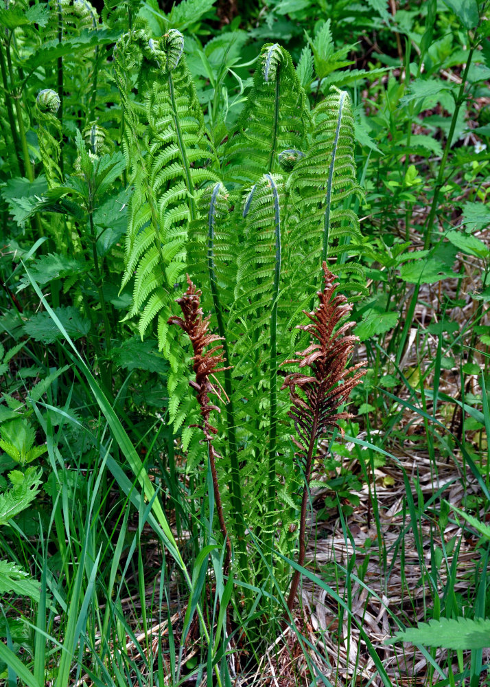 Изображение особи Matteuccia struthiopteris.