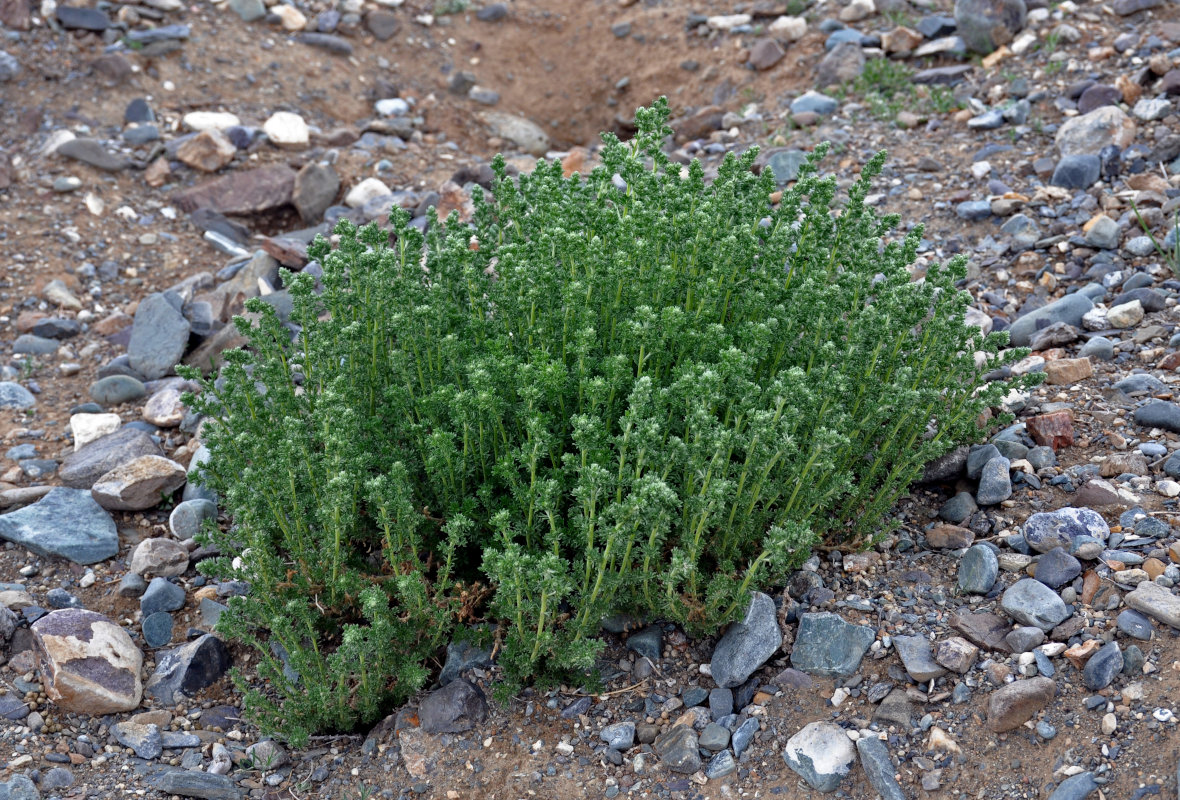Image of Artemisia rupestris specimen.
