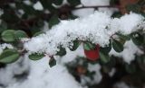 Cotoneaster microphyllus. Ветка плодоносящего растения под снегом. Украина, г. Львов, дендропарк НЛТУ, экспозиция кустарников, в культуре. 05.01.2020.