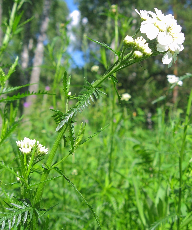 Изображение особи Achillea impatiens.