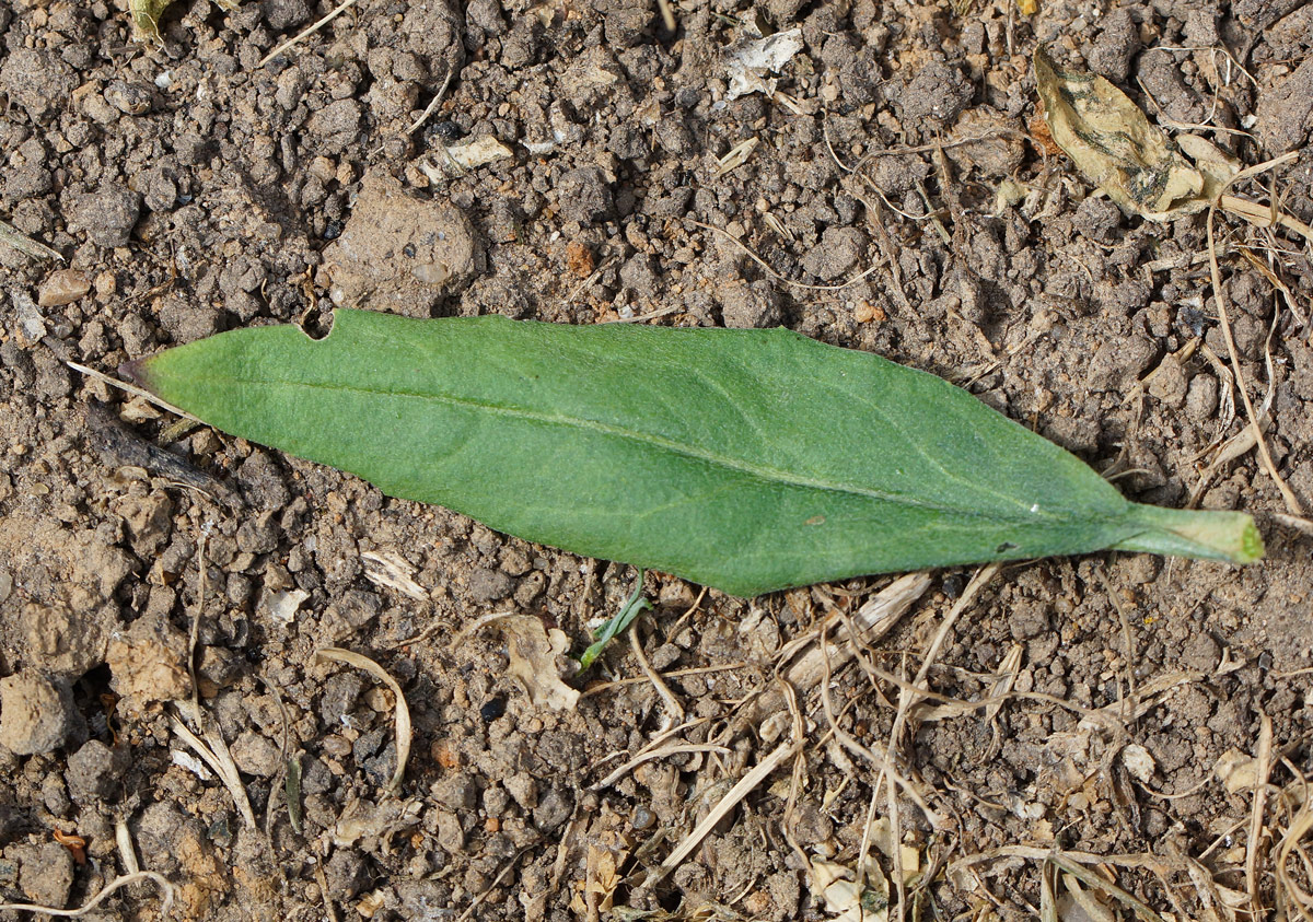 Image of Erysimum cheiranthoides specimen.