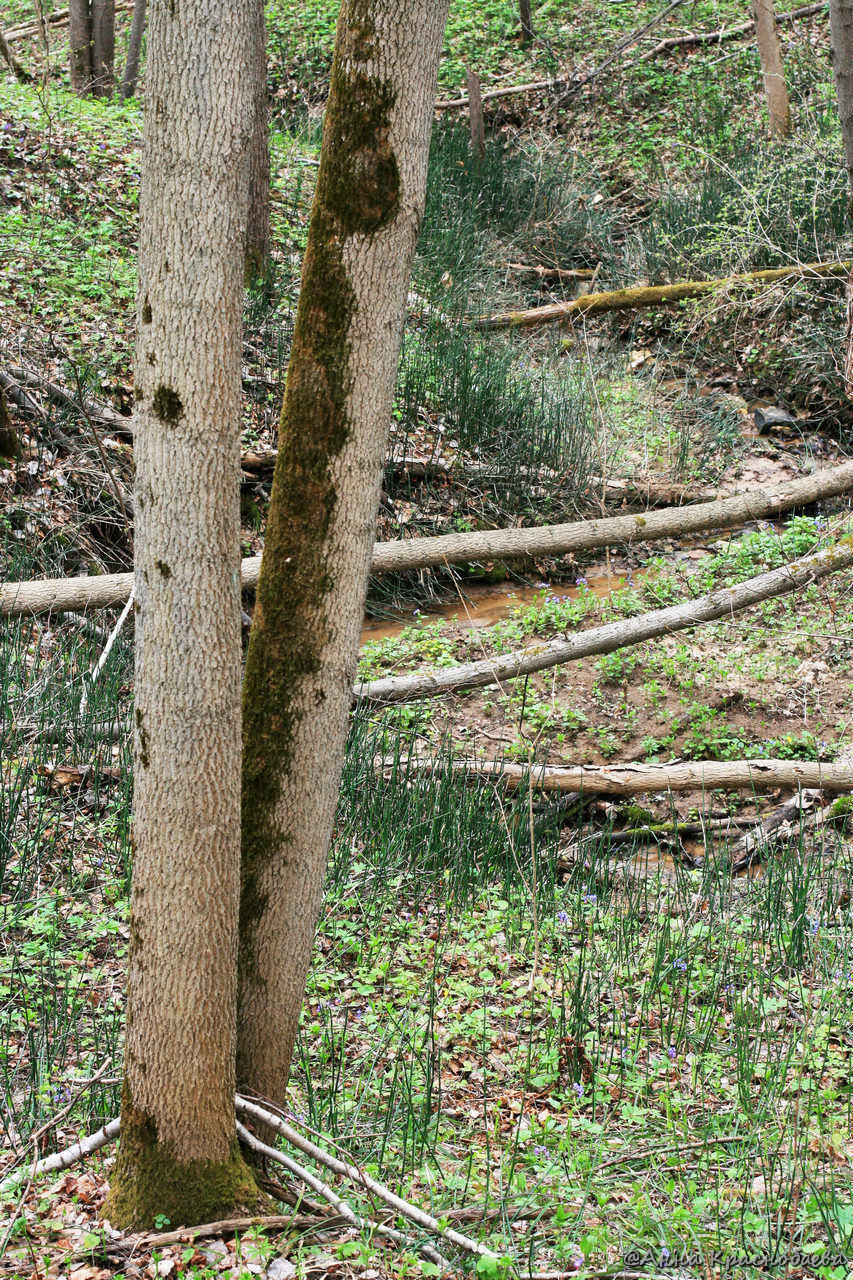 Изображение особи Equisetum hyemale.