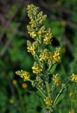 Verbascum lychnitis