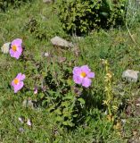 Cistus creticus