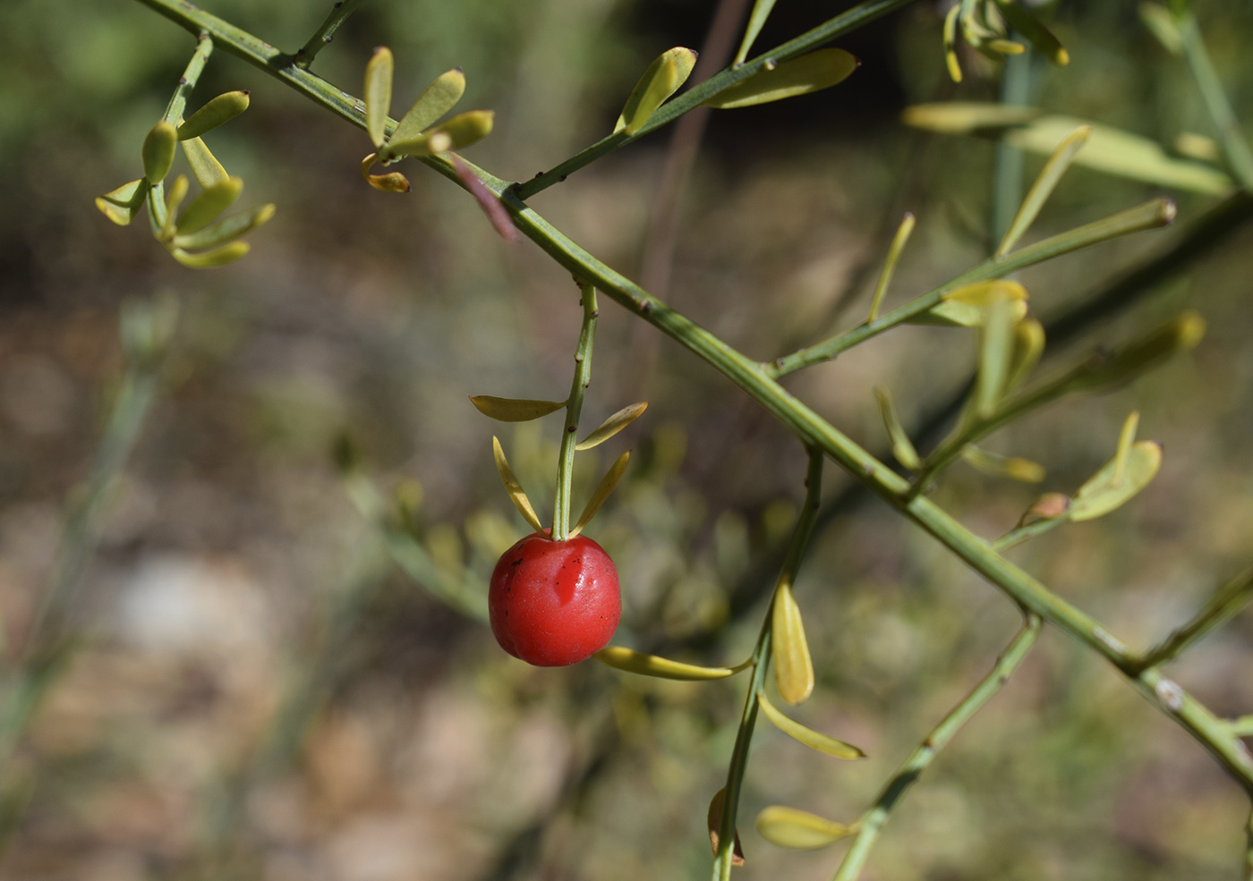 Image of Osyris alba specimen.