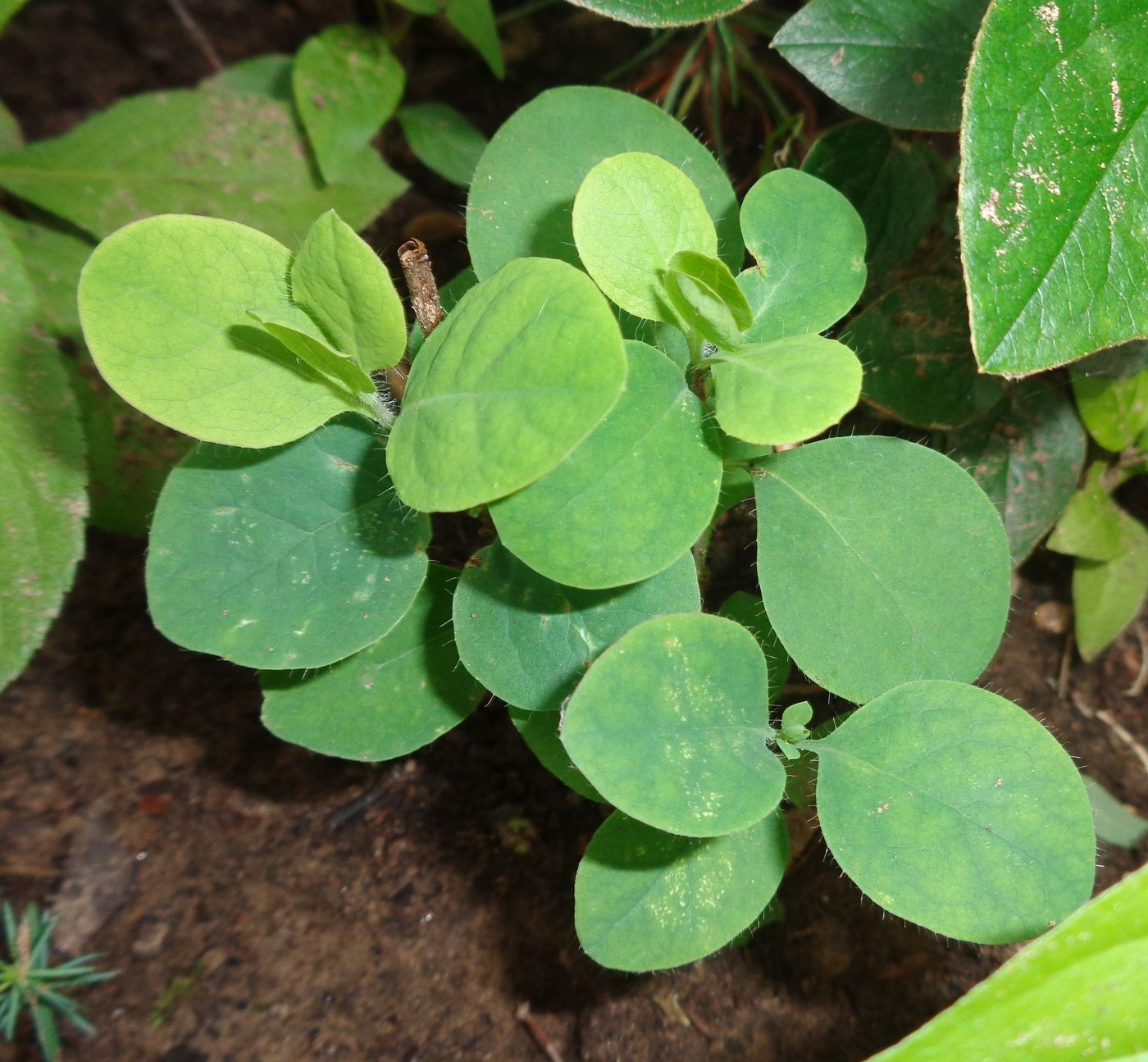 Image of Lonicera edulis specimen.