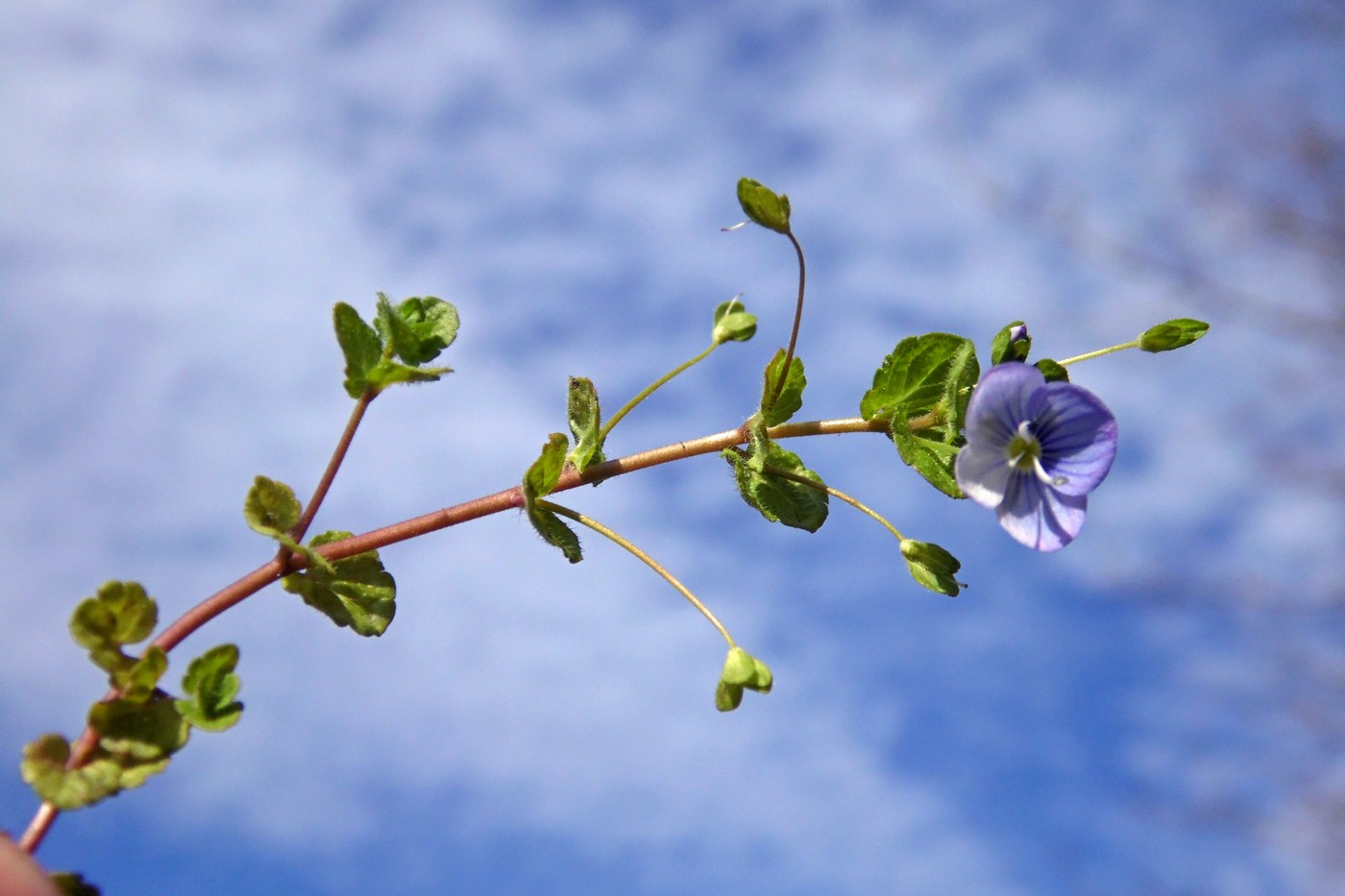 Image of Veronica filiformis specimen.