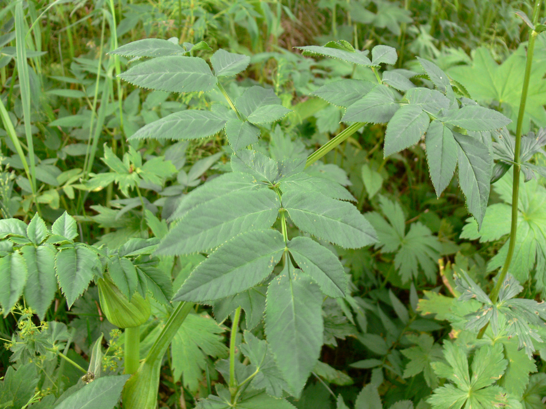 Image of Angelica sylvestris specimen.