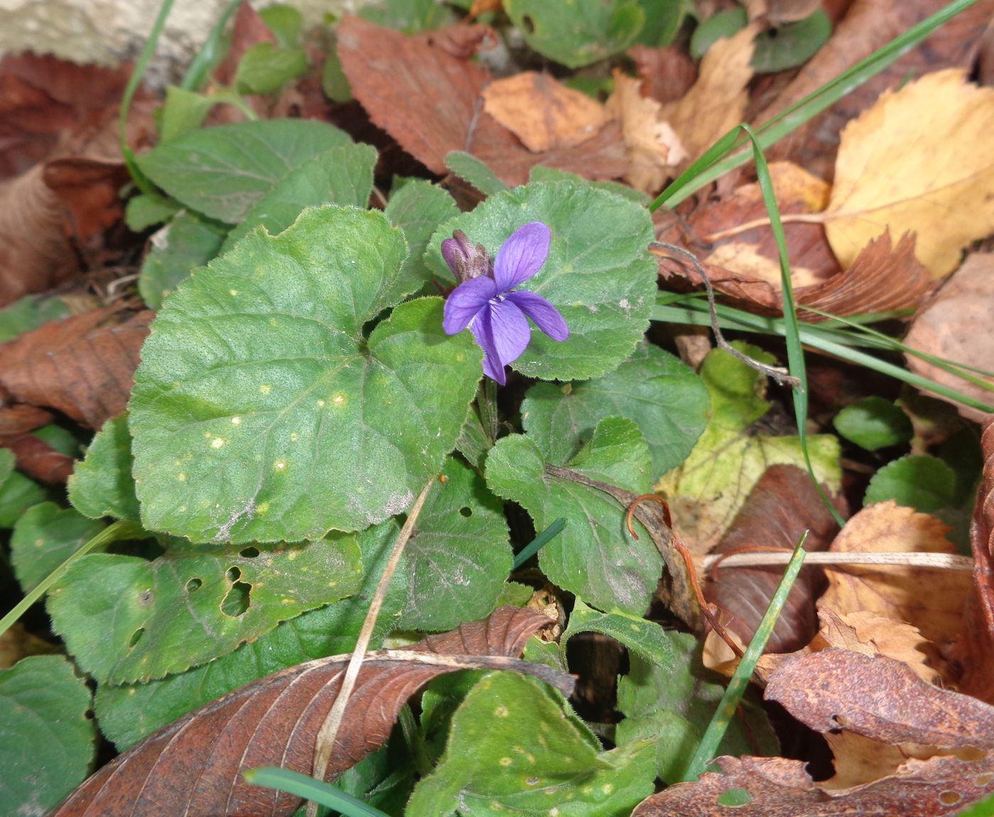 Image of Viola odorata specimen.