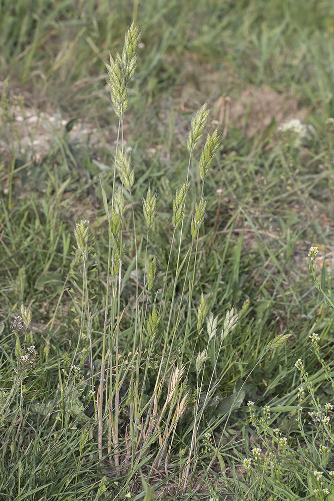 Изображение особи Bromus hordeaceus.