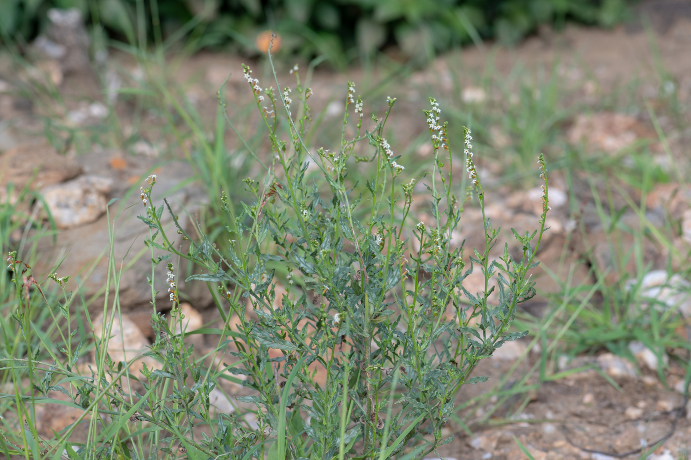 Изображение особи Heliotropium ciliatum.