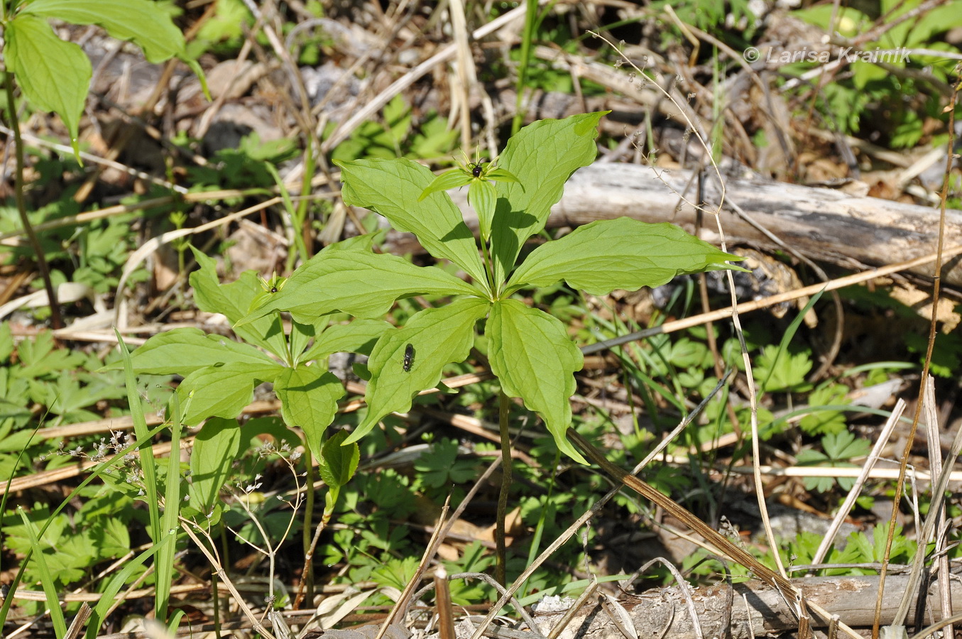 Image of Paris verticillata specimen.