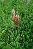 Orobanche
