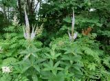 Veronicastrum sibiricum. Цветущие растения. Хабаровский край, окр. с. Галкино, в полосе между дорогой и лесом. 22.07.2019.