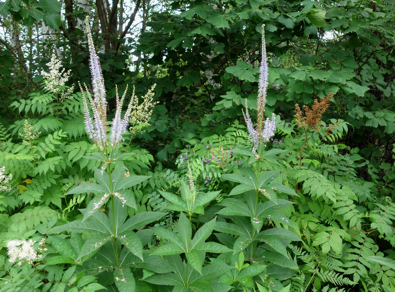 Image of Veronicastrum sibiricum specimen.