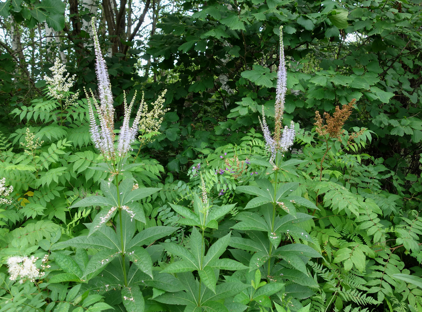 Изображение особи Veronicastrum sibiricum.