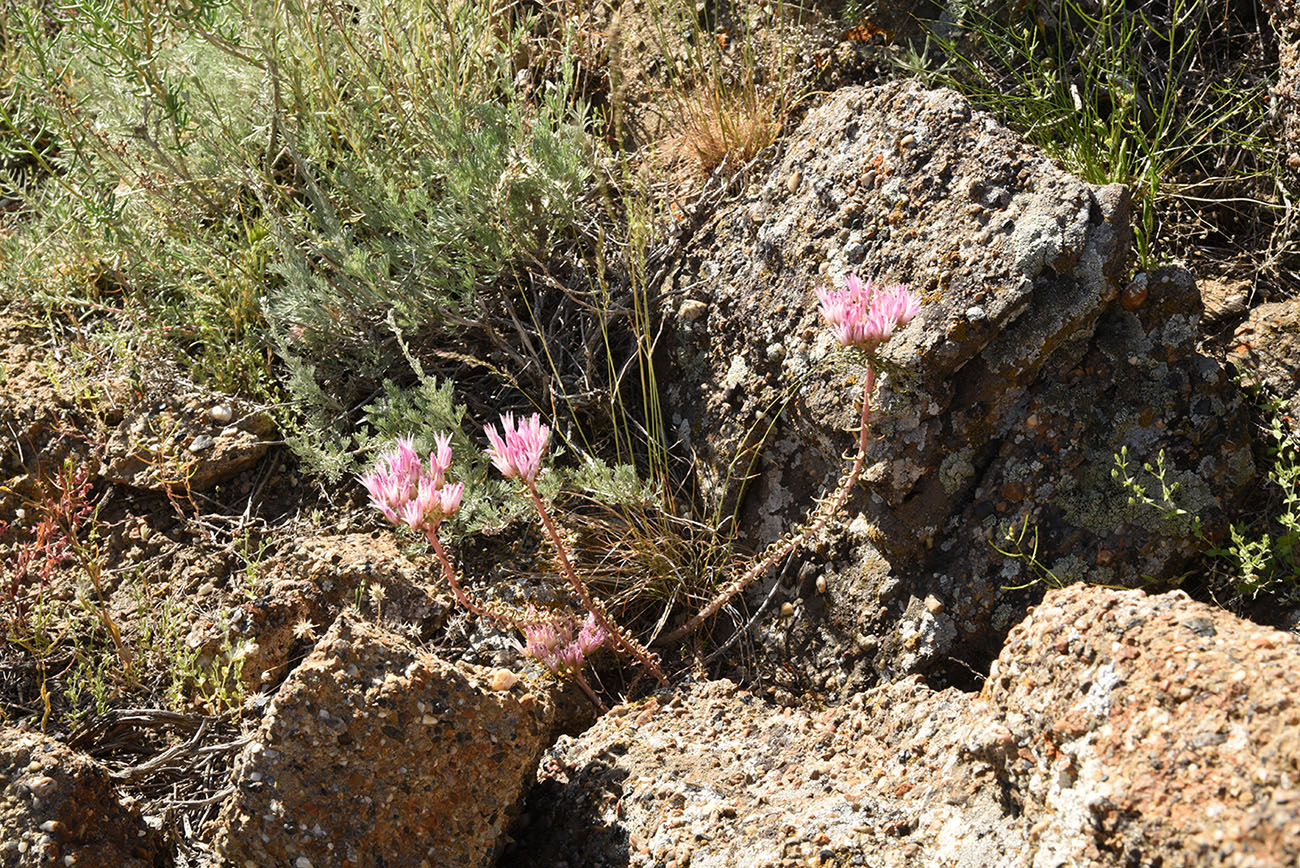 Изображение особи Pseudosedum longidentatum.