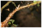 Polystichum braunii