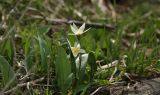 Tulipa turkestanica