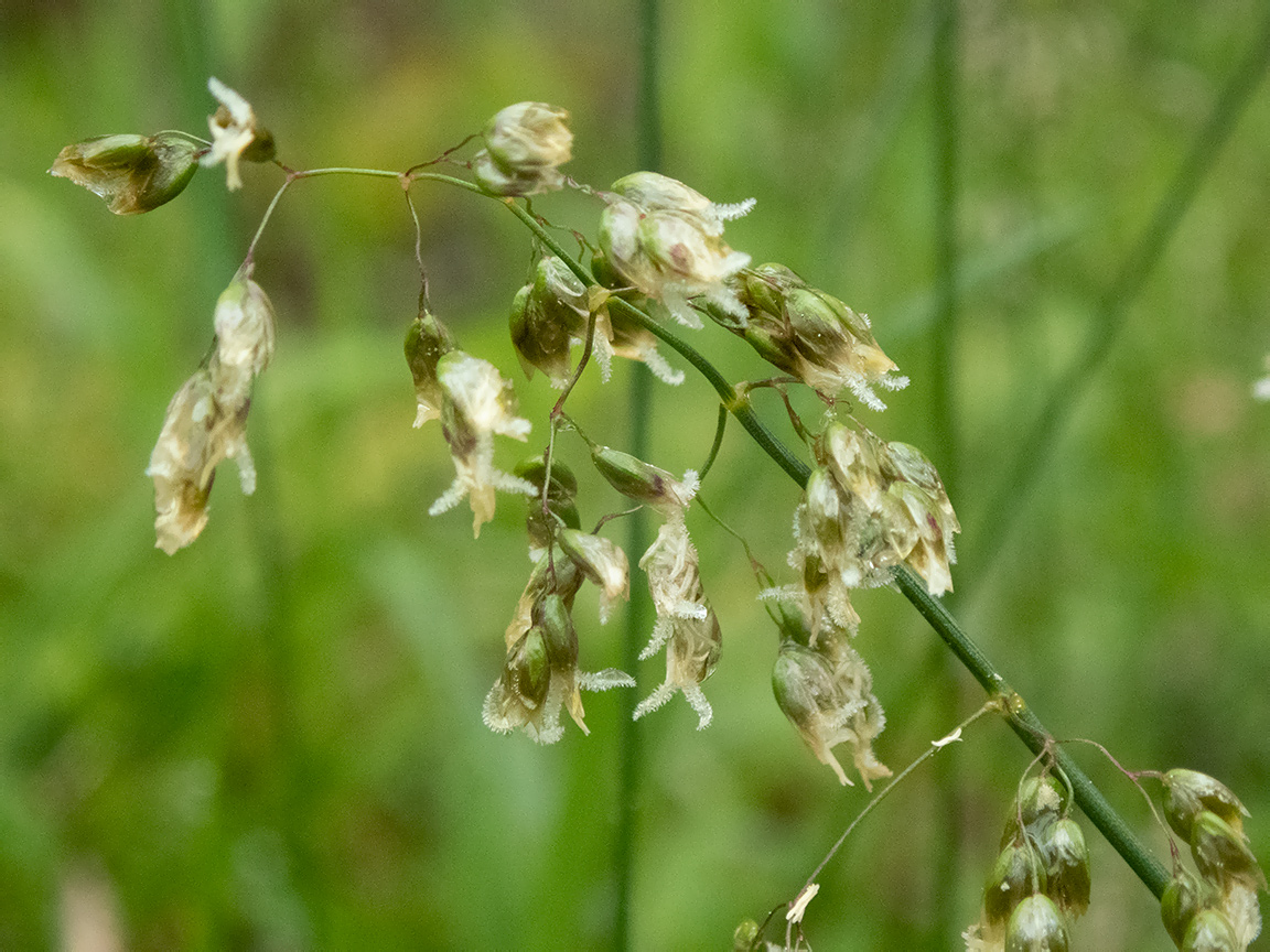 Image of Hierochloe odorata specimen.