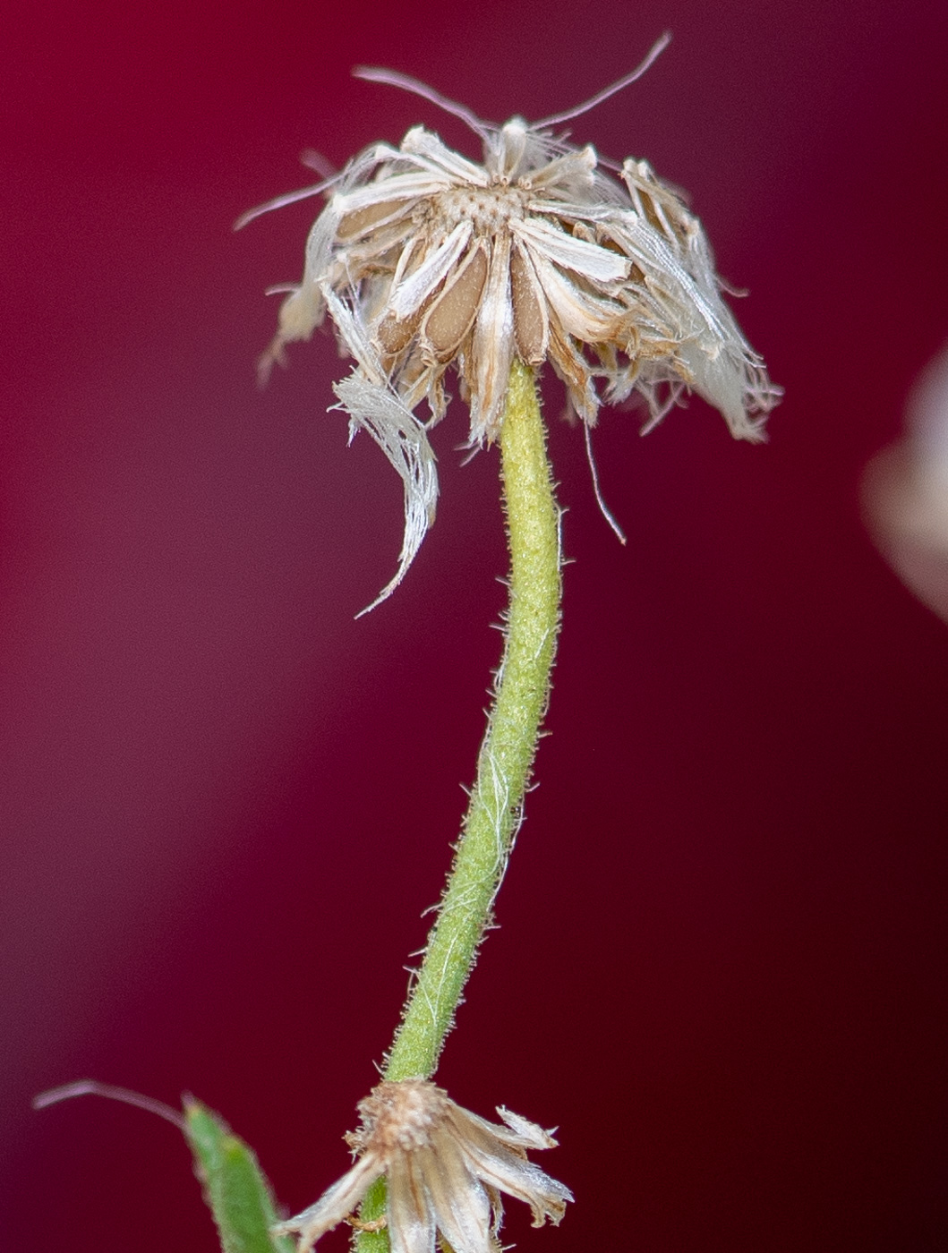 Image of Nolletia tenuifolia specimen.
