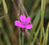 Dianthus deltoides. Цветок. Костромская обл., окр. Кологрива, правый берег р. Унжа, Костромская пойма, луг. 27 августа 2020 г.