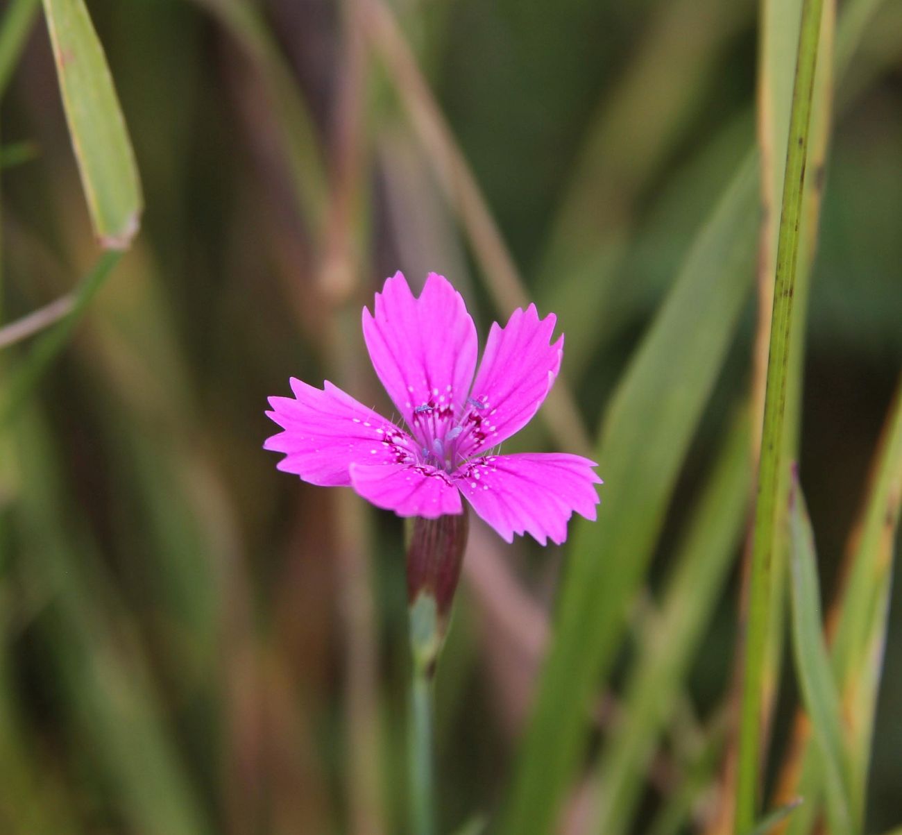 Изображение особи Dianthus deltoides.