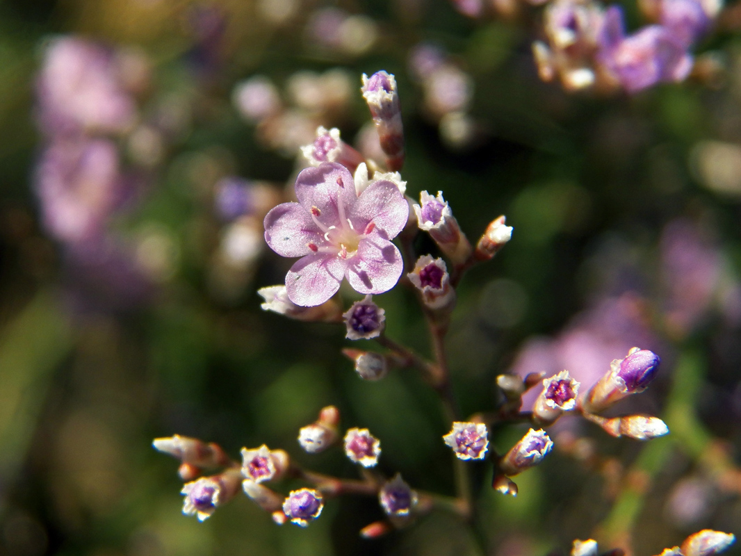 Изображение особи Limonium scoparium.