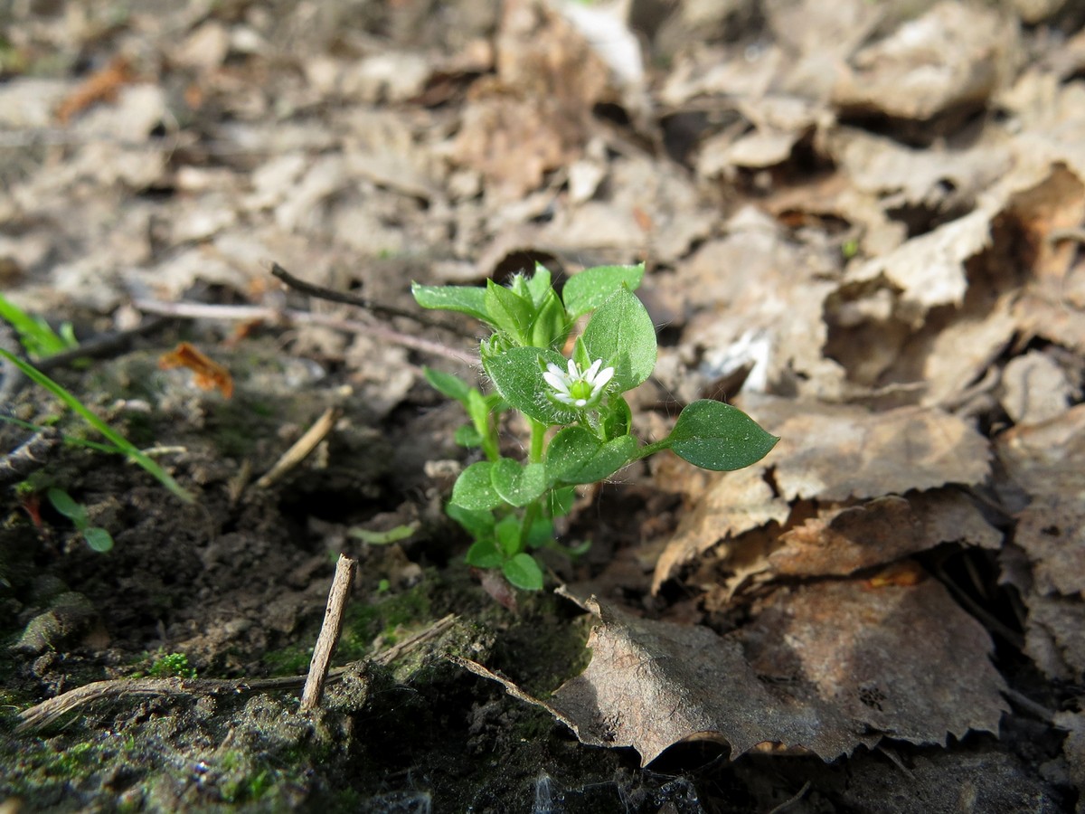 Image of Stellaria media specimen.