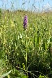 Dactylorhiza baltica