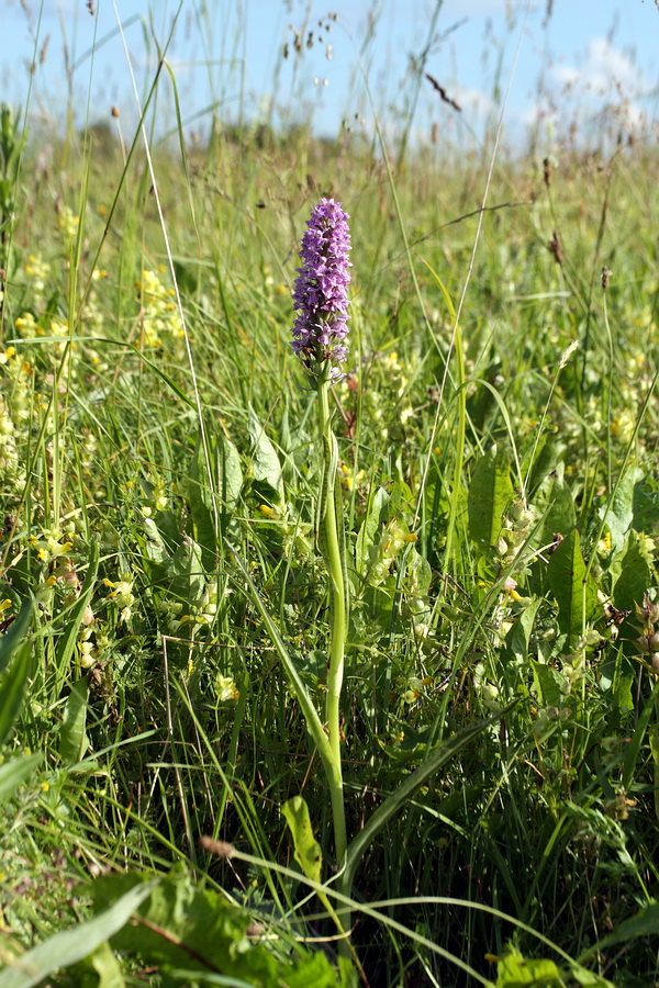 Image of Dactylorhiza baltica specimen.