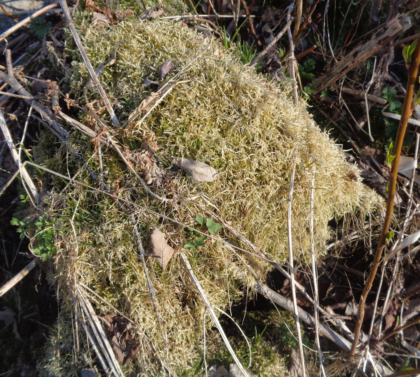 Изображение особи семейство Brachytheciaceae.