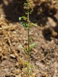 Lipandra polysperma