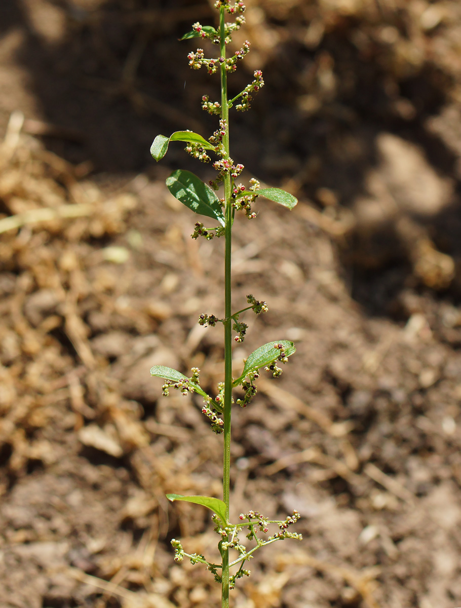 Изображение особи Lipandra polysperma.