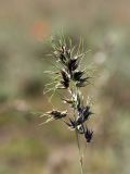 Poa bulbosa ssp. vivipara