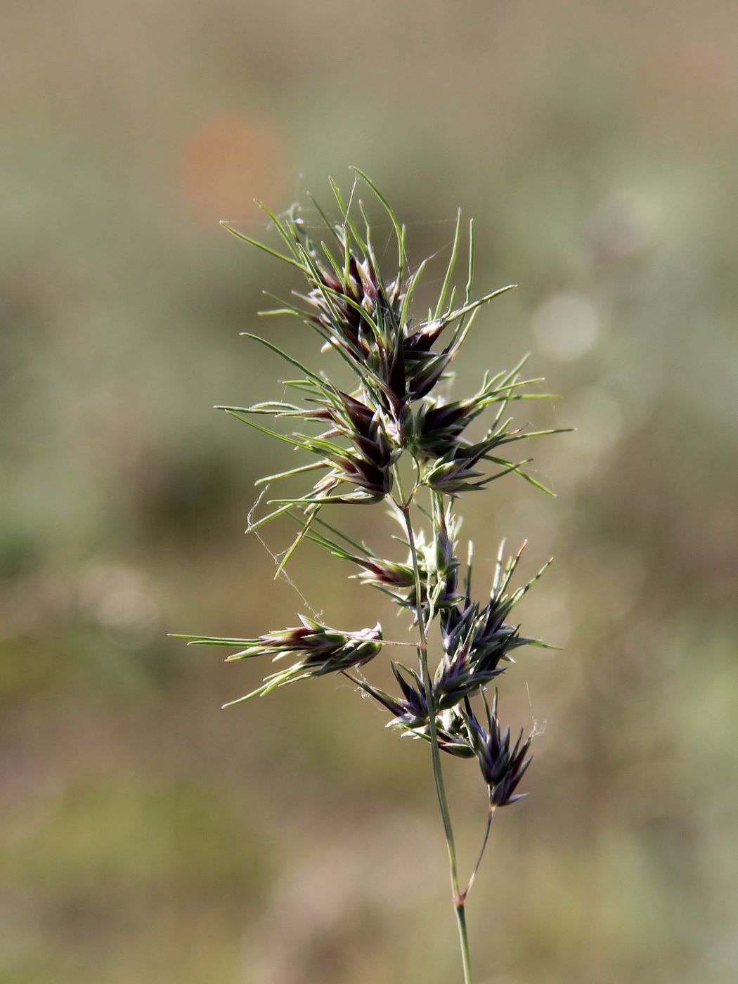 Изображение особи Poa bulbosa ssp. vivipara.