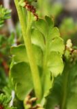 Botrychium boreale. Вегетативная часть вайи. Мурманская обл., Восточный Мурман, окр. пос. Дальние Зеленцы. 05.08.2010.
