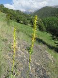 Eremurus turkestanicus. Верхушки цветущих растений. Узбекистан, Джизакская обл., Туркестанский хребет, Зааминский национальный парк, урочище Уриклисай, среди арчовника, около 1800 м н.у.м. 28.05.2017.