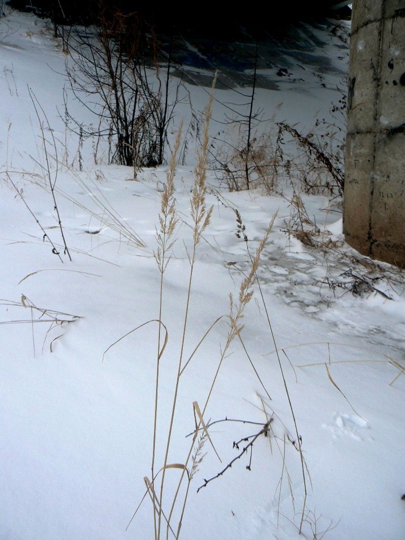 Изображение особи Calamagrostis epigeios.