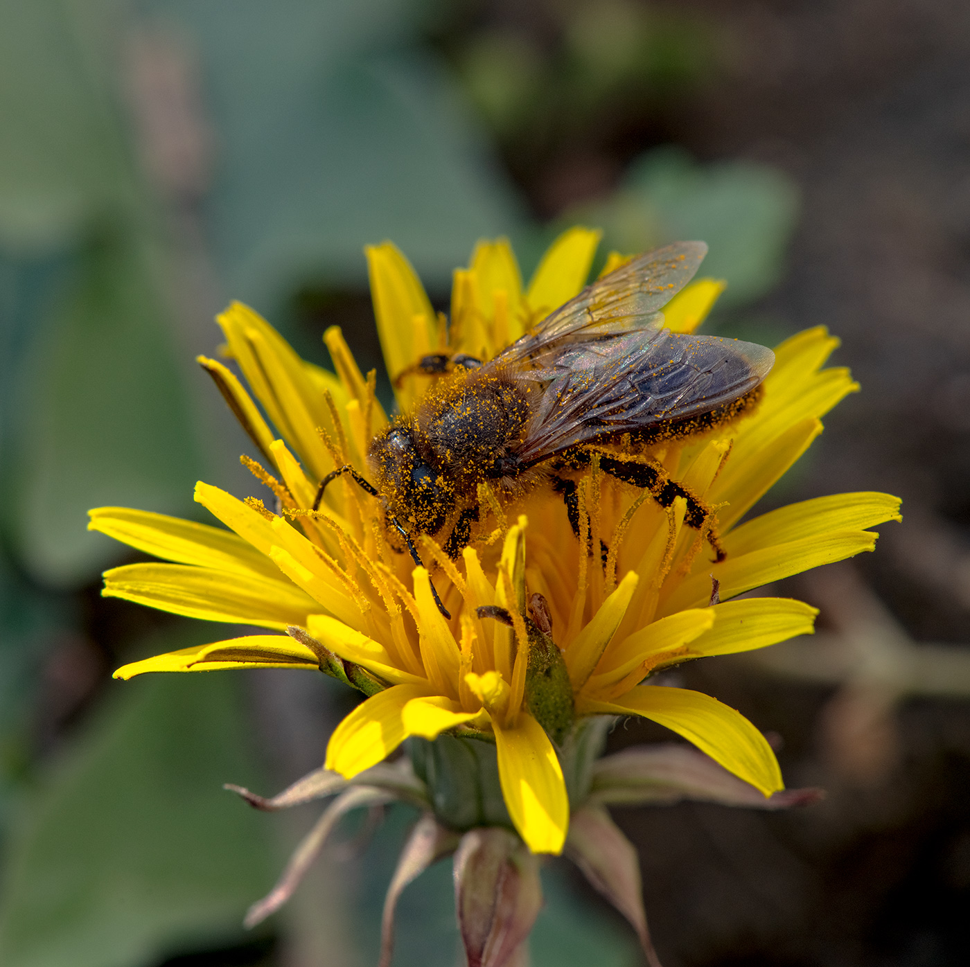 Изображение особи род Taraxacum.