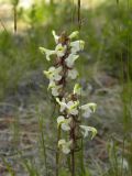 Pedicularis compacta