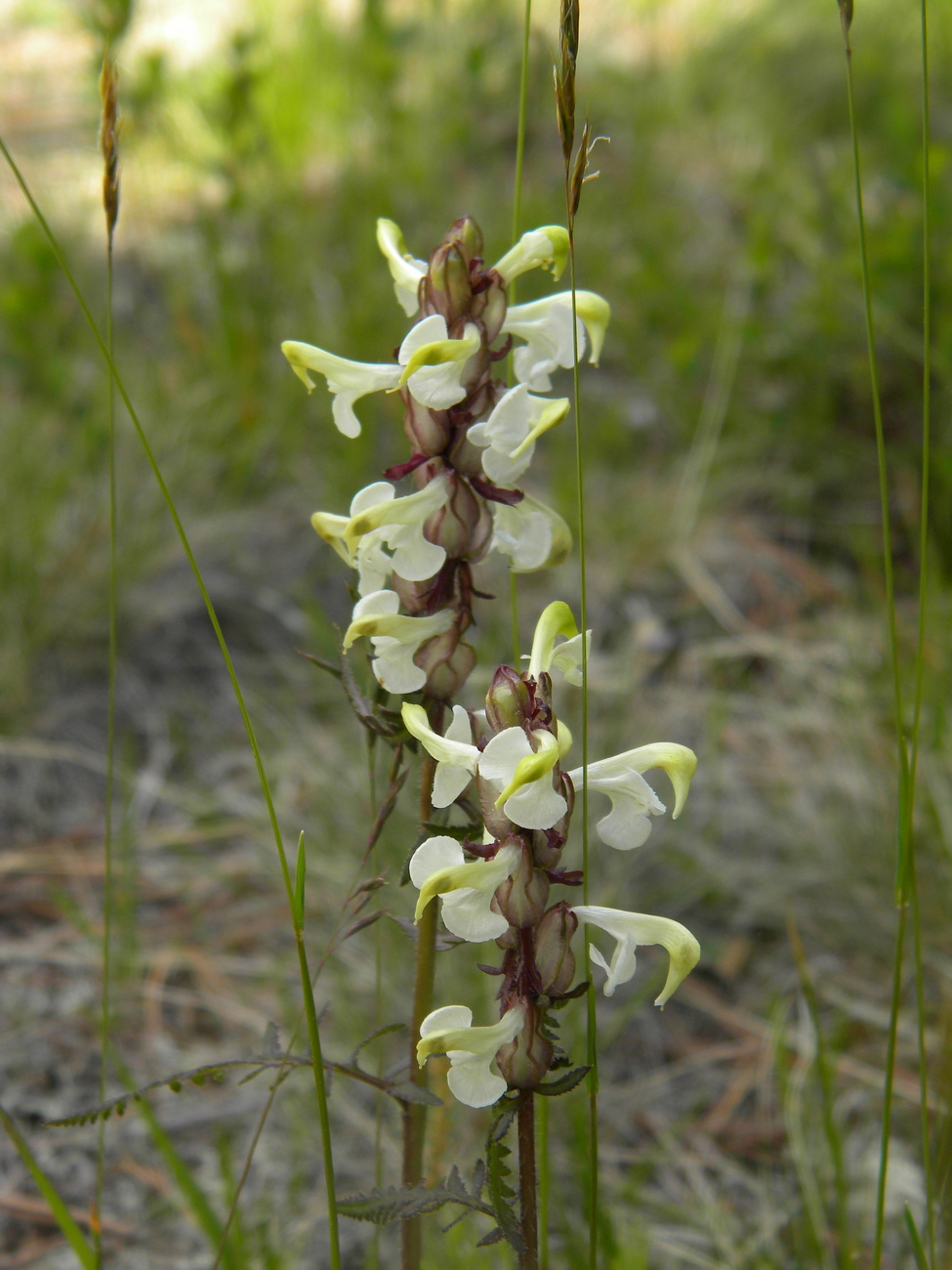 Image of Pedicularis compacta specimen.