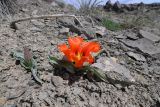 Tulipa greigii