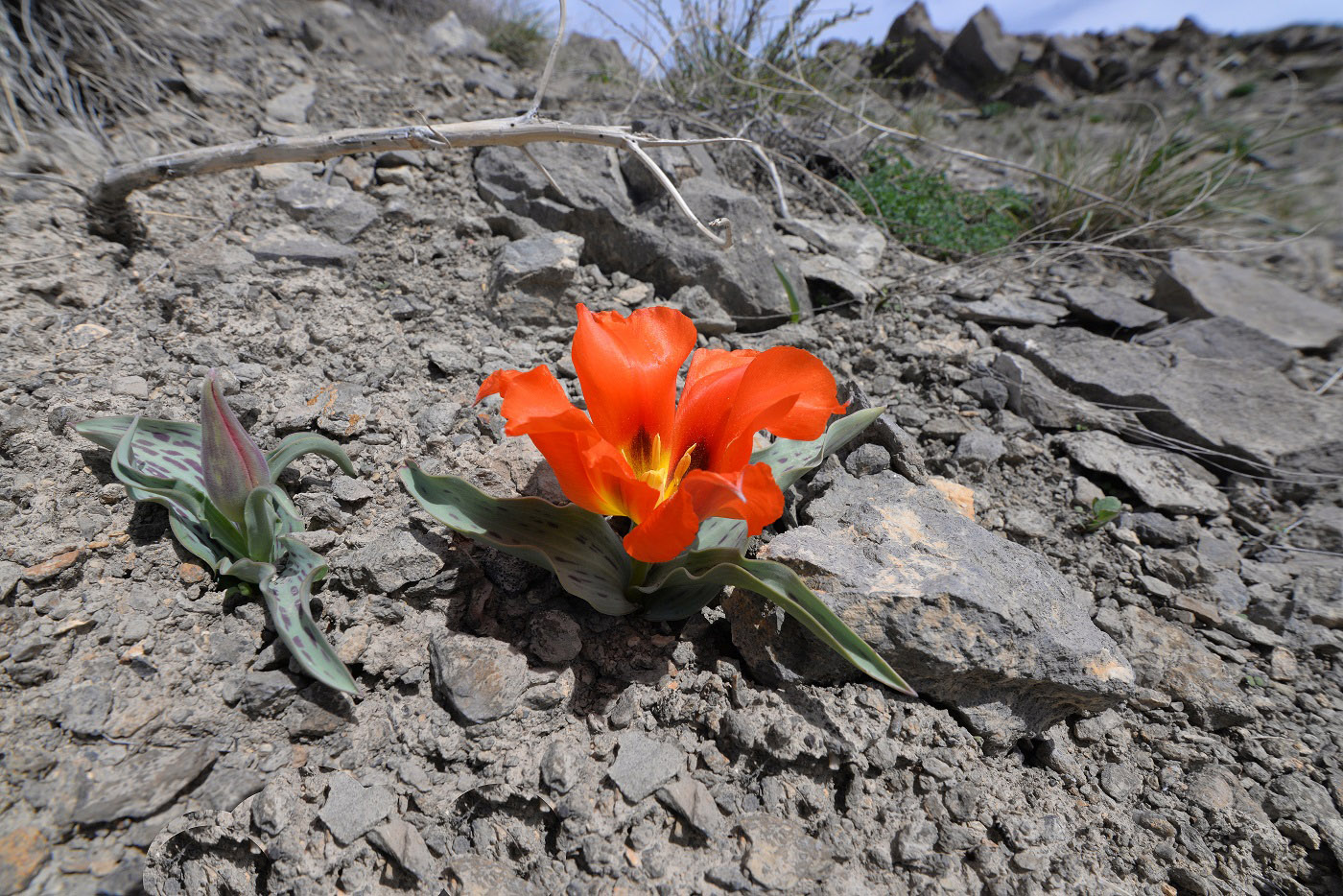 Image of Tulipa greigii specimen.