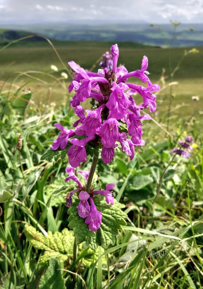 Image of Betonica macrantha specimen.