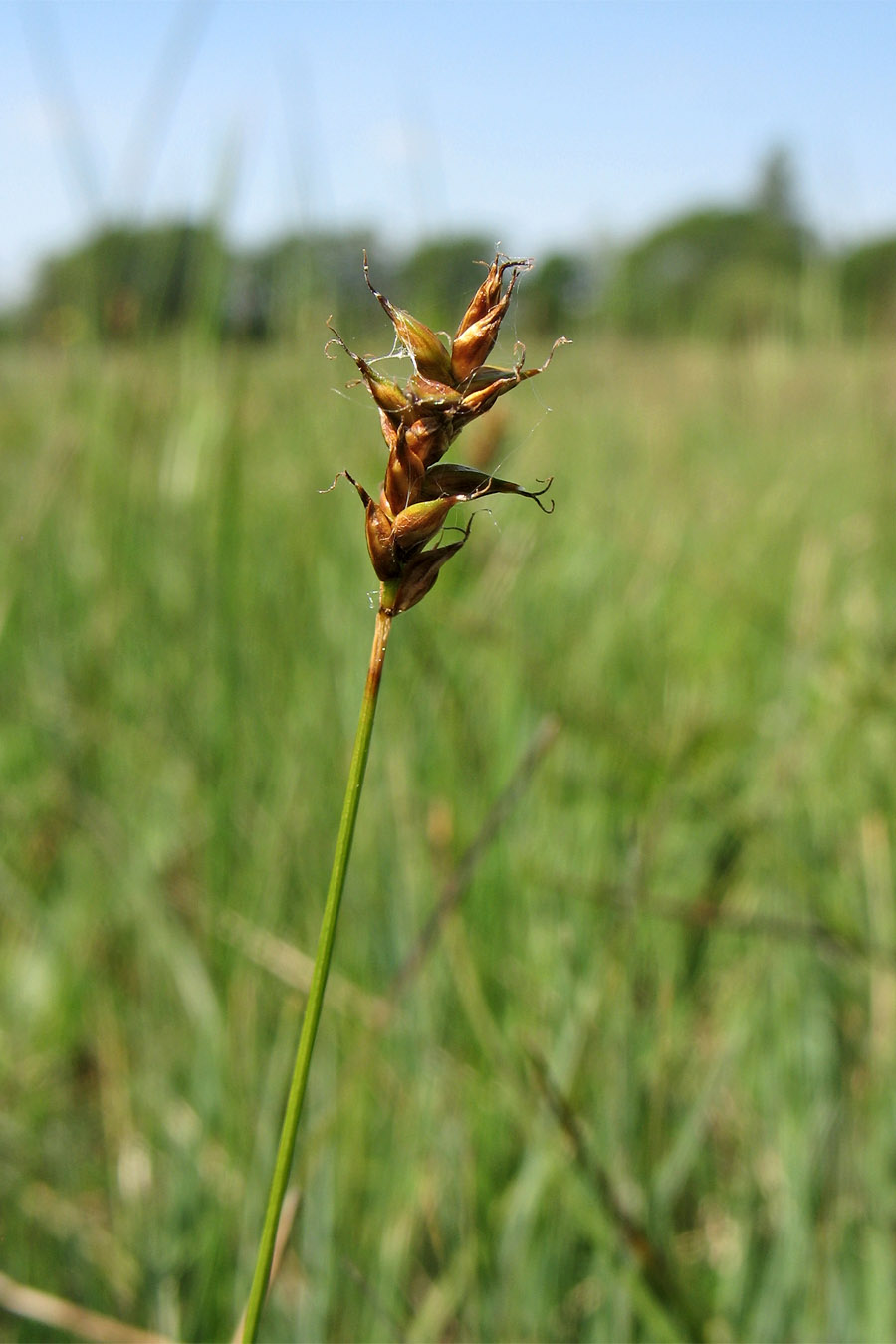 Image of Carex dioica specimen.