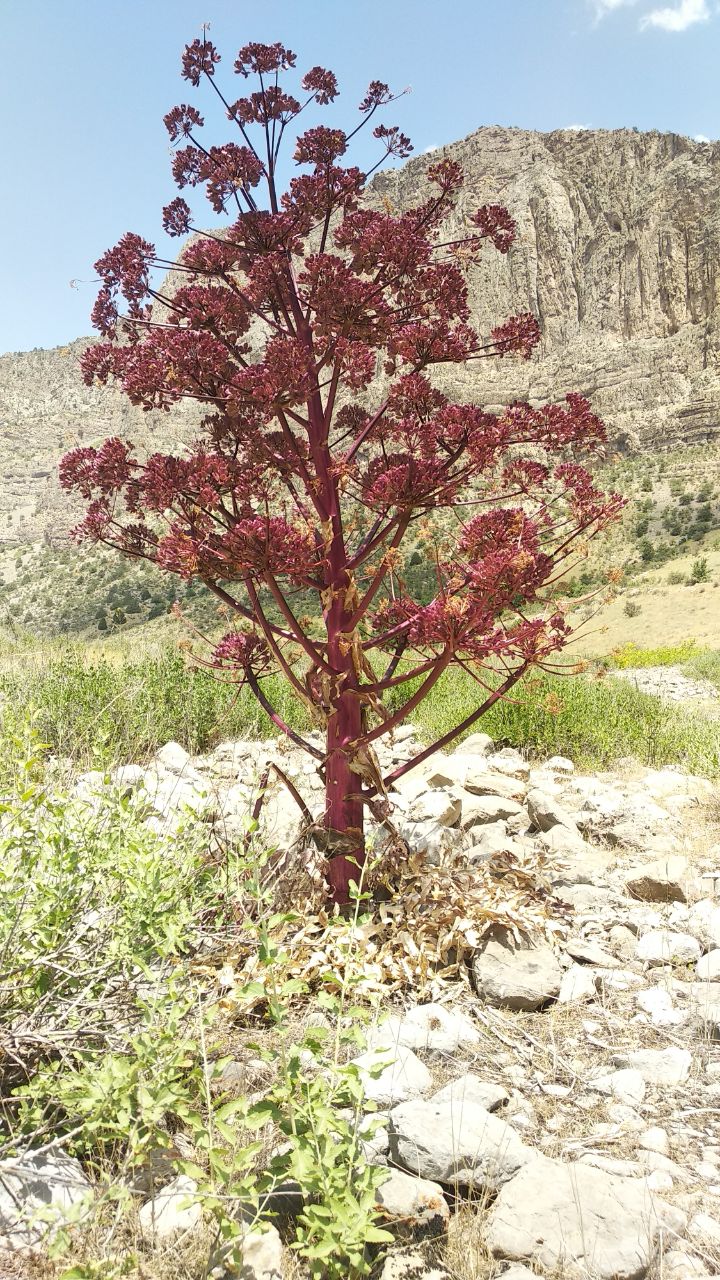 Image of Ferula tadshikorum specimen.