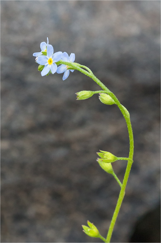 Image of Myosotis cespitosa specimen.